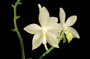Phalaenopsis speciosa var. christiana Casablanca AM/AOS 85 pts.